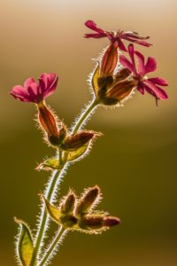 2020-05-29-Den Treek-018