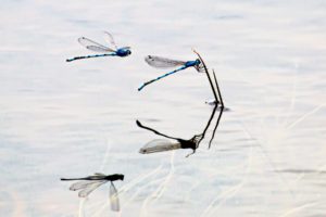 2020-06-01-Den Treek-070