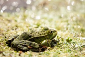 2020-06-01-Den Treek-088