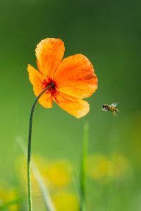 2020-06-20-Zouweboezem-011