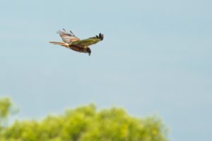 2020-06-20-Zouweboezem-062