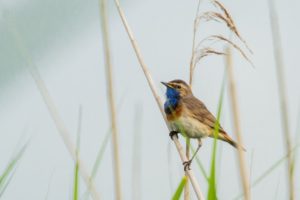 2020-06-20-Zouweboezem-157