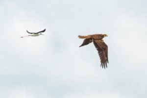 2020-06-20-Zouweboezem-179