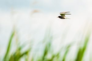 2020-06-20-Zouweboezem-192