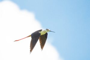 2020-06-20-Zouweboezem-248