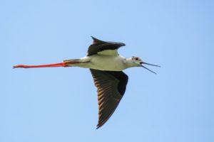 2020-06-20-Zouweboezem-257