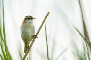 2020-06-20-Zouweboezem-351