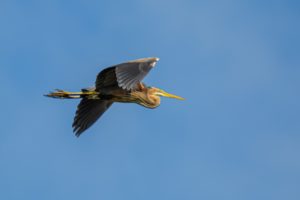 2020-06-20-Zouweboezem-447