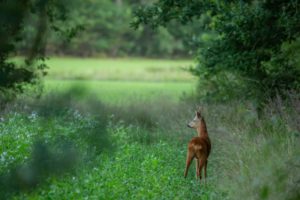 2020-07-11-Den Treek-028