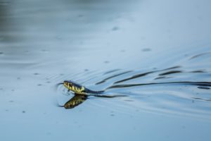 2020-07-18-Den Treek-032