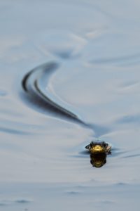 2020-07-18-Den Treek-138