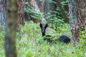 2020-09-26-Elspeet-016-Edit