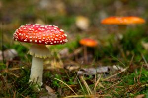 2020-10-21-Paltz-018