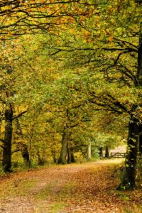 2020-10-31-Den Treek-003-Edit