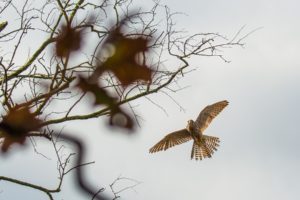 2020-10-31-Den Treek-027-Edit