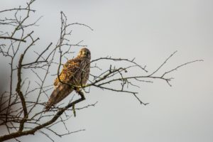 2020-10-31-Den Treek-033-Edit