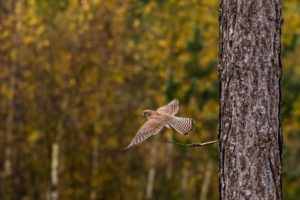 2020-10-31-Den Treek-166-Edit