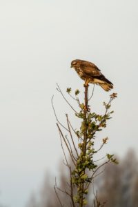 2020-11-25-Oostvaardersplassen-002-Edit