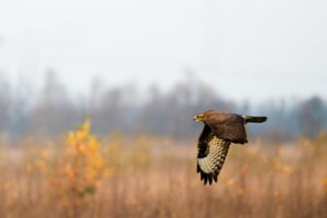 2020-11-25-Oostvaardersplassen-024-Edit
