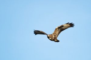 2020-11-25-Oostvaardersplassen-073-Edit