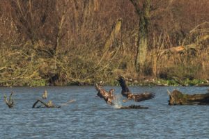 2020-11-25-Oostvaardersplassen-638-Edit