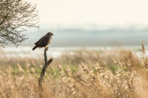 2020-11-25-Oostvaardersplassen-707-Edit
