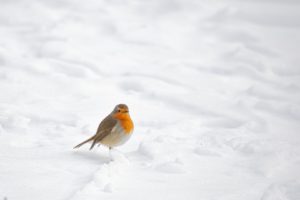 2021-02-09-Den Treek-042 (1)