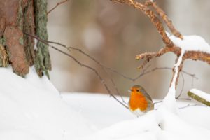 2021-02-09-Den Treek-055