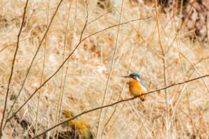 2021-03-17-Den Treek-036-Edit