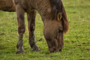 2021-03-27-Amerongen-011