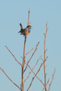 2021-03-31-Bloeidaal-016