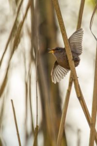 2021-03-31-Bloeidaal-080