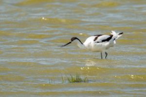 2021-05-05-St Laurense Weidehoek-146