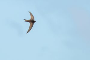 2021-05-05-St Laurense Weidehoek-315