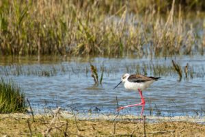 2021-05-05-St Laurense Weidehoek-381
