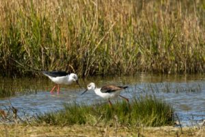 2021-05-05-St Laurense Weidehoek-384