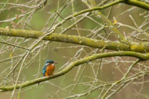 2021-05-11-Den Treek-051-Edit