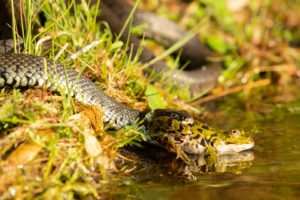 2021-05-31-Den Treek-067