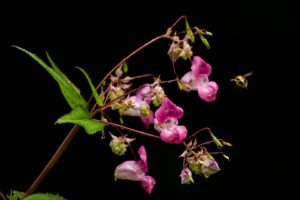 2021-08-04-Bartholomäberg-004