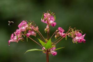 2021-08-04-Bartholomäberg-011