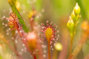 2021-08-13-Den Treek-005