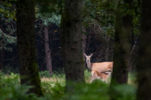 2021-08-14-Aardhuisweg-011-Edit