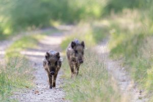 2021-08-14-Aardhuisweg-025
