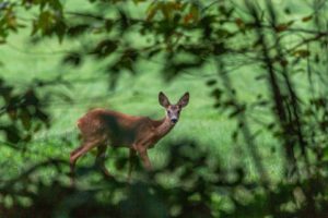 2021-08-19-Den Treek-022