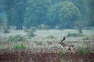 2021-10-22-Plantage W3-027-bewerkt