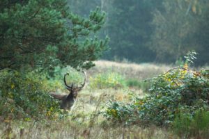 2021-10-22-Plantage W3-032-bewerkt