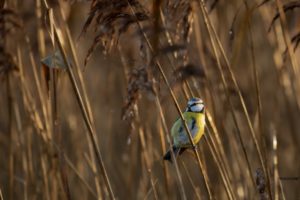 2021-12-11-Oostvaardersplassen-005-bewerkt