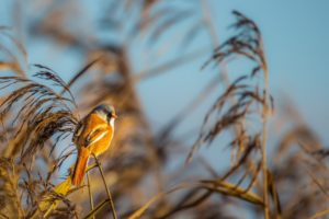 2021-12-11-Oostvaardersplassen-102-bewerkt