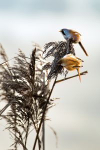 2021-12-11-Oostvaardersplassen-173-bewerkt-bewerkt