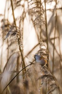 2021-12-11-Oostvaardersplassen-189-bewerkt-bewerkt